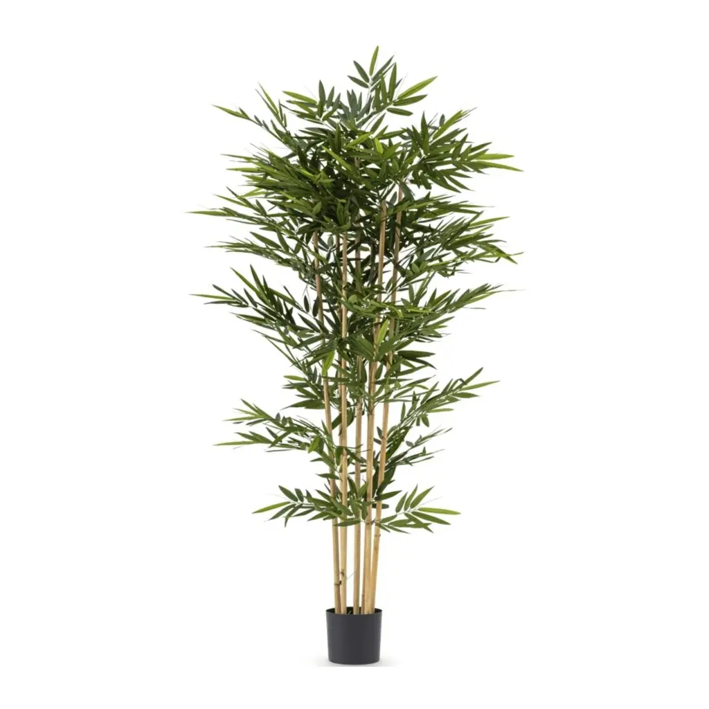 Bamboeplant XL