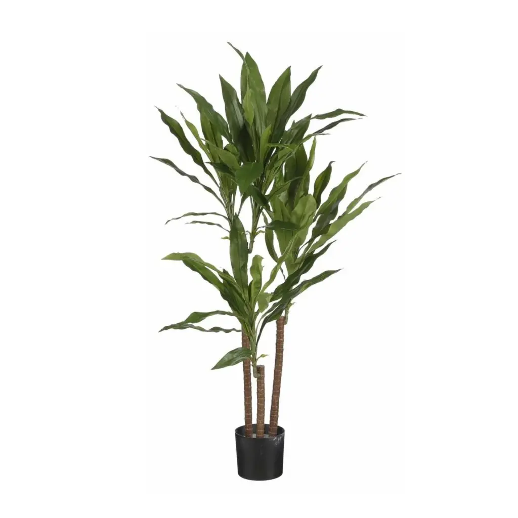 Dracaena M