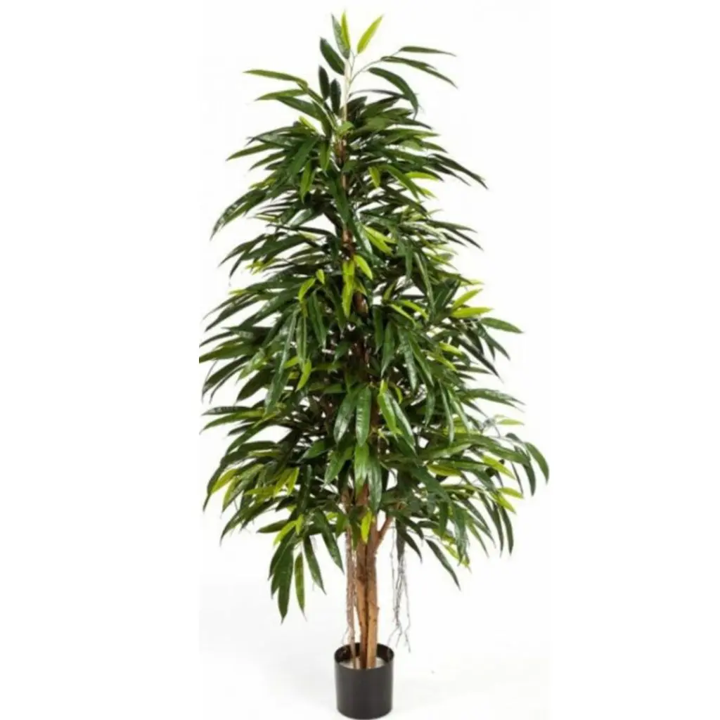 Longifolia L