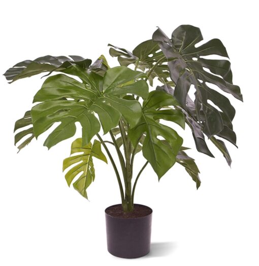 Monstera S