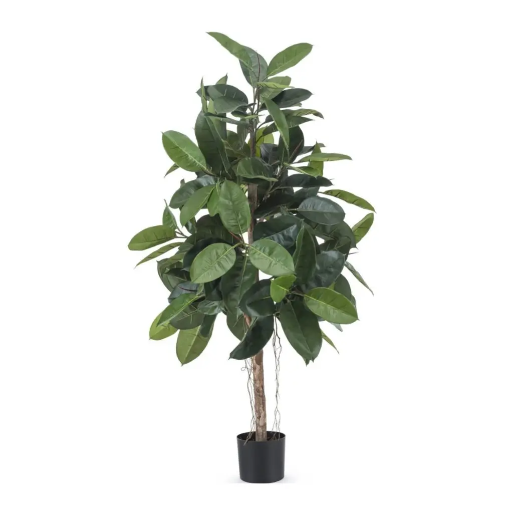 Rubberplant L