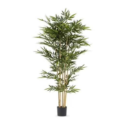 Bamboeplant XL