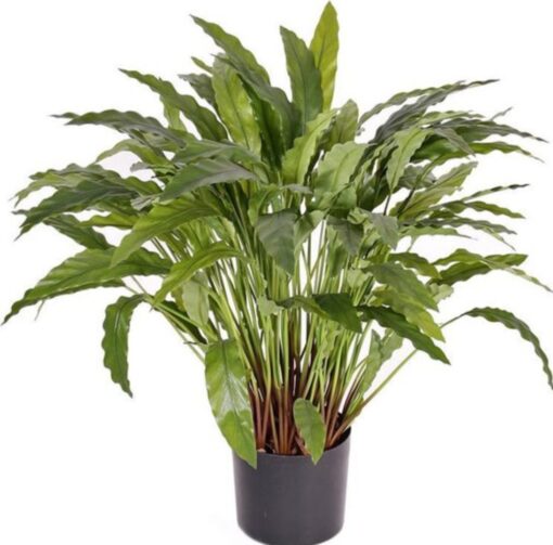Calathea S