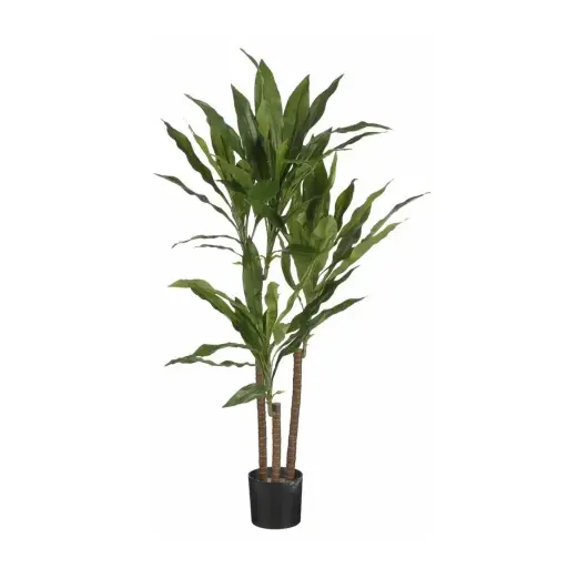 Dracaena L