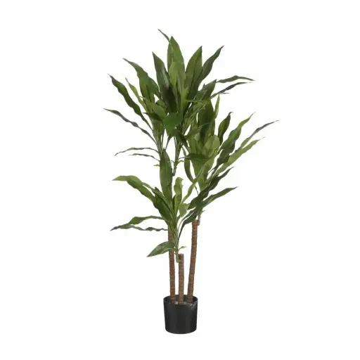 Dracaena M