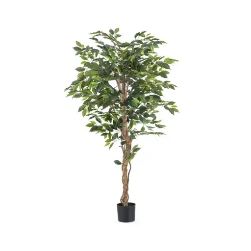 Ficus L