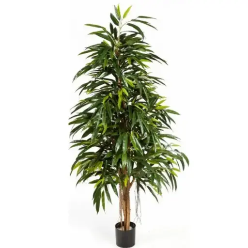 Longifolia L