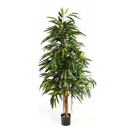 Longifolia M